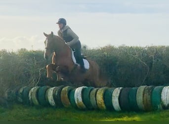 Connemara, Wallach, 4 Jahre, 147 cm, Fuchs