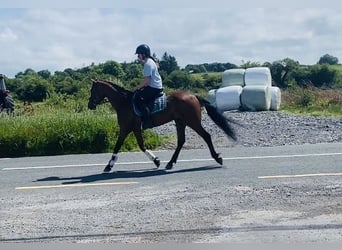 Connemara, Wallach, 4 Jahre, 147 cm, Hellbrauner