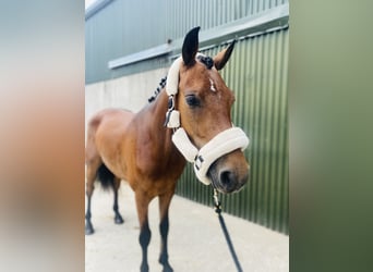 Connemara, Wallach, 4 Jahre, 147 cm, Hellbrauner