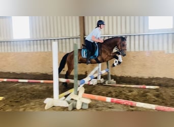 Connemara, Wallach, 4 Jahre, 147 cm, Hellbrauner