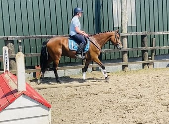 Connemara, Wallach, 4 Jahre, 147 cm, Hellbrauner