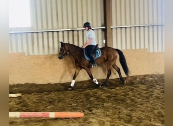 Connemara, Wallach, 4 Jahre, 147 cm, Hellbrauner