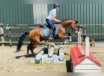 Connemara, Wallach, 4 Jahre, 147 cm, Hellbrauner