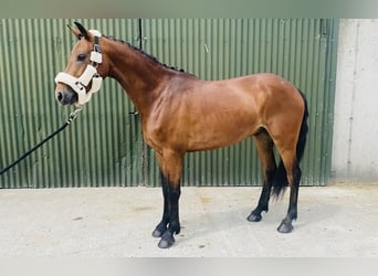 Connemara, Wallach, 4 Jahre, 147 cm, Hellbrauner