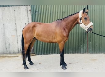Connemara, Wallach, 4 Jahre, 147 cm, Hellbrauner
