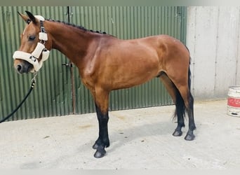 Connemara, Wallach, 4 Jahre, 147 cm, Hellbrauner