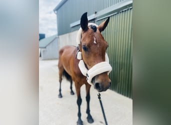 Connemara, Wallach, 4 Jahre, 147 cm, Hellbrauner