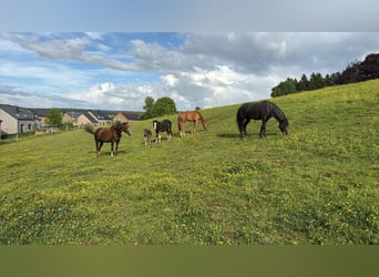 Connemara, Wallach, 4 Jahre, 147 cm, Rappe