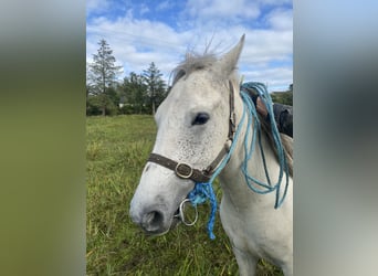 Connemara, Wallach, 4 Jahre, 147 cm, Schimmel