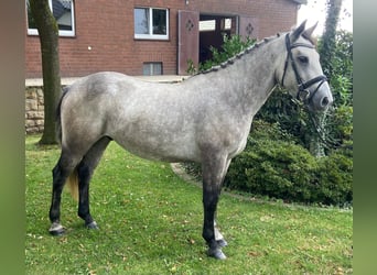 Connemara, Wallach, 4 Jahre, 147 cm, Schimmel