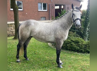 Connemara, Wallach, 4 Jahre, 147 cm, Schimmel