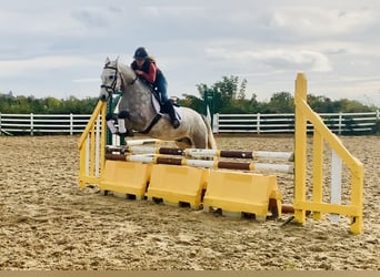 Connemara, Wallach, 4 Jahre, 147 cm, Schimmel