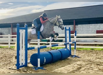 Connemara, Wallach, 4 Jahre, 147 cm, Schimmel
