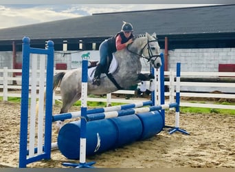 Connemara, Wallach, 4 Jahre, 147 cm, Schimmel