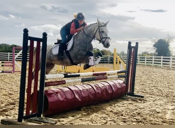 Connemara, Wallach, 4 Jahre, 147 cm, Schimmel