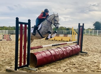 Connemara, Wallach, 4 Jahre, 147 cm, Schimmel