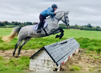 Connemara, Wallach, 4 Jahre, 147 cm, Schimmel