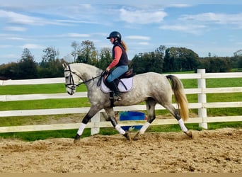 Connemara, Wallach, 4 Jahre, 147 cm, Schimmel