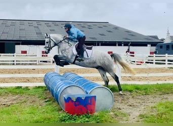 Connemara, Wallach, 4 Jahre, 147 cm, Schimmel