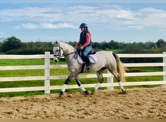 Connemara, Wallach, 4 Jahre, 147 cm, Schimmel
