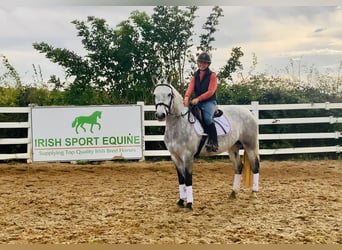 Connemara, Wallach, 4 Jahre, 147 cm, Schimmel