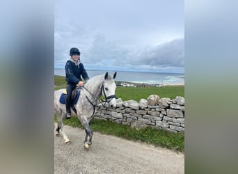 Connemara, Wallach, 4 Jahre, 148 cm, Apfelschimmel