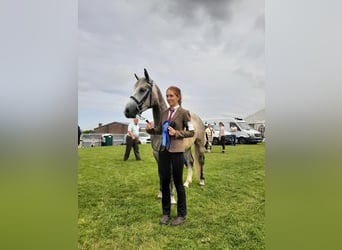 Connemara, Wallach, 4 Jahre, 148 cm, Apfelschimmel