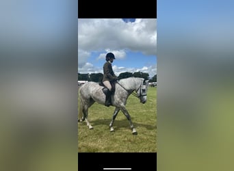 Connemara, Wallach, 4 Jahre, 148 cm, Apfelschimmel