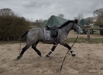 Connemara, Wallach, 4 Jahre, 148 cm, Apfelschimmel