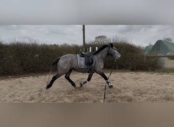 Connemara, Wallach, 4 Jahre, 148 cm, Apfelschimmel