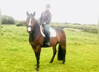 Connemara, Wallach, 4 Jahre, 148 cm, Brauner
