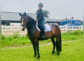 Connemara, Wallach, 4 Jahre, 148 cm, Brauner