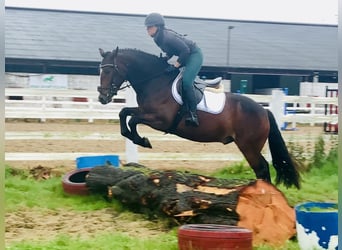 Connemara, Wallach, 4 Jahre, 148 cm, Brauner