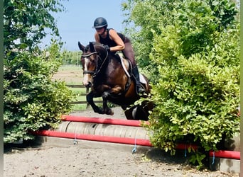 Connemara, Wallach, 4 Jahre, 148 cm, Brauner