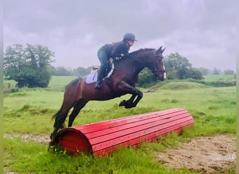 Connemara, Wallach, 4 Jahre, 148 cm, Brauner