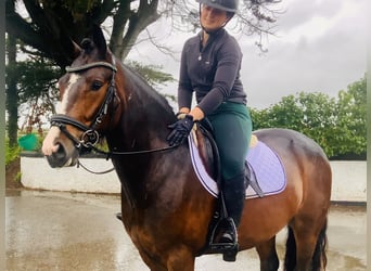 Connemara, Wallach, 4 Jahre, 148 cm, Brauner