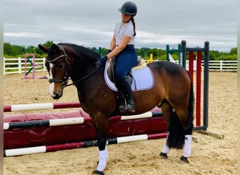 Connemara, Wallach, 4 Jahre, 148 cm, Brauner