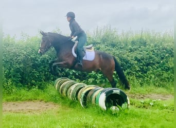 Connemara, Wallach, 4 Jahre, 148 cm, Brauner