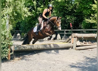 Connemara, Wallach, 4 Jahre, 148 cm, Brauner