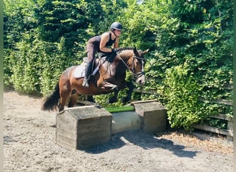Connemara, Wallach, 4 Jahre, 148 cm, Brauner