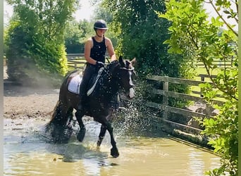 Connemara, Wallach, 4 Jahre, 148 cm, Brauner