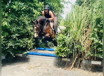 Connemara, Wallach, 4 Jahre, 148 cm, Brauner