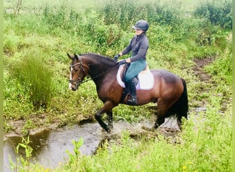 Connemara, Wallach, 4 Jahre, 148 cm, Brauner