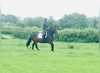 Connemara, Wallach, 4 Jahre, 148 cm, Brauner