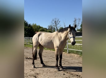 Connemara, Wallach, 4 Jahre, 148 cm, Falbe