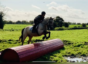 Connemara, Wallach, 4 Jahre, 148 cm, Falbe