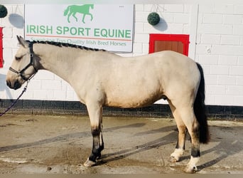 Connemara, Wallach, 4 Jahre, 148 cm, Falbe