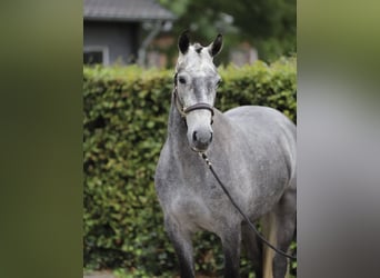 Connemara, Wallach, 4 Jahre, 148 cm, Schimmel