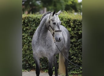 Connemara, Wallach, 4 Jahre, 148 cm, Schimmel
