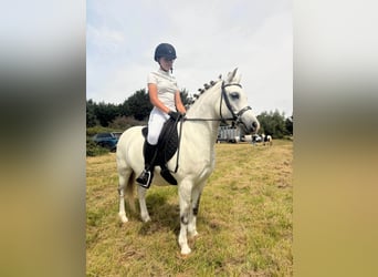 Connemara, Wallach, 4 Jahre, 148 cm, Schimmel